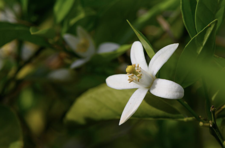 Organic Neroli Water