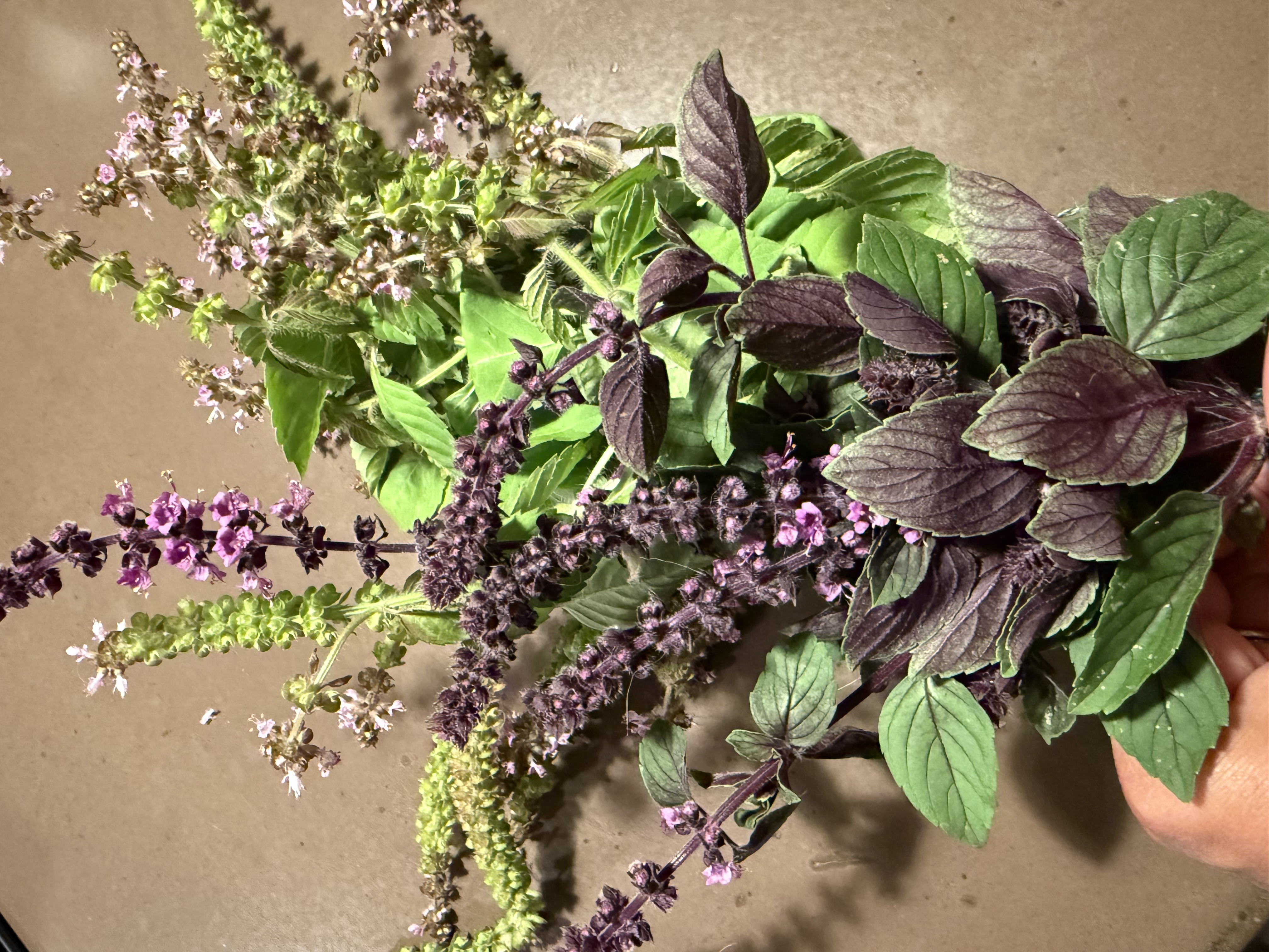 Organic Tulsi Water